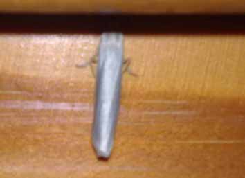 Lentomologo risponde Le tarme del legno